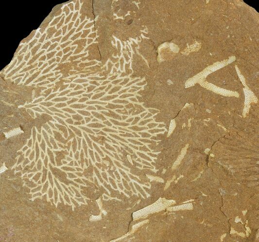 Ordovician Bryozoans (Chasmatopora) Plate - Estonia #89749